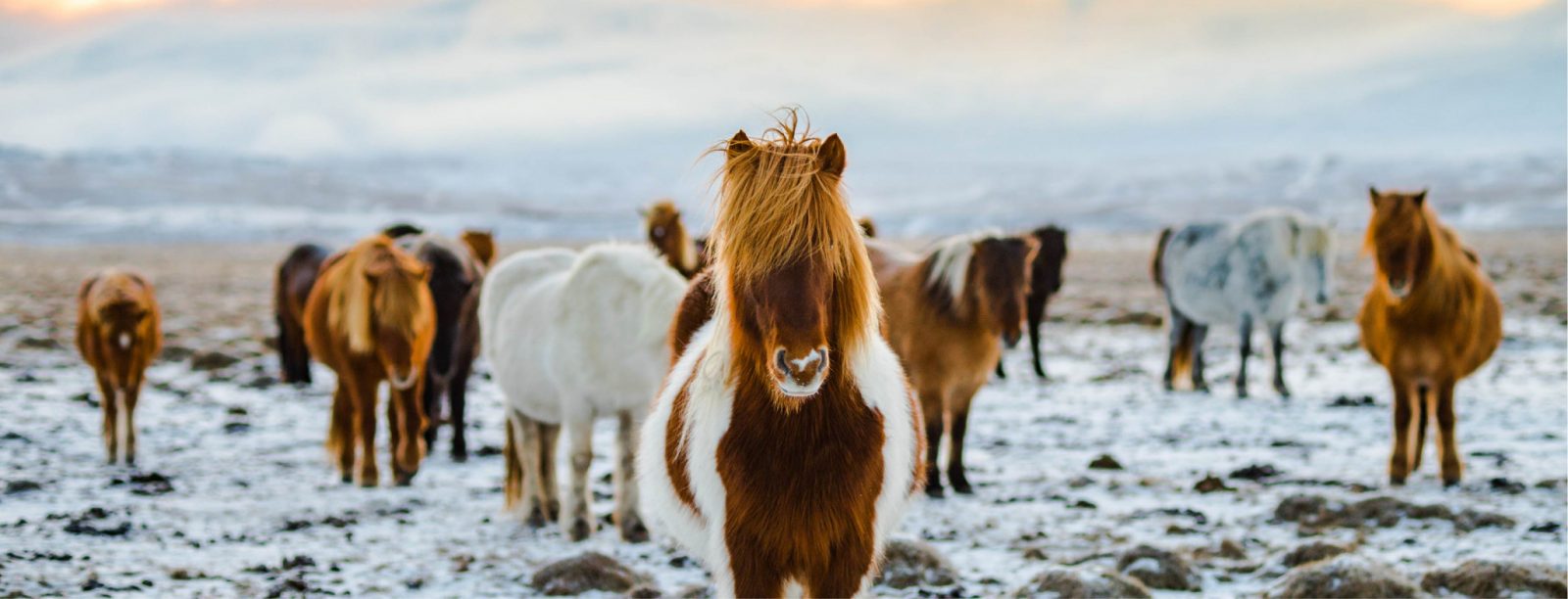 Icelandic horses in snow